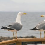 Gaviotas observando la costa cerca de la playa de Loredo en Cantabria
