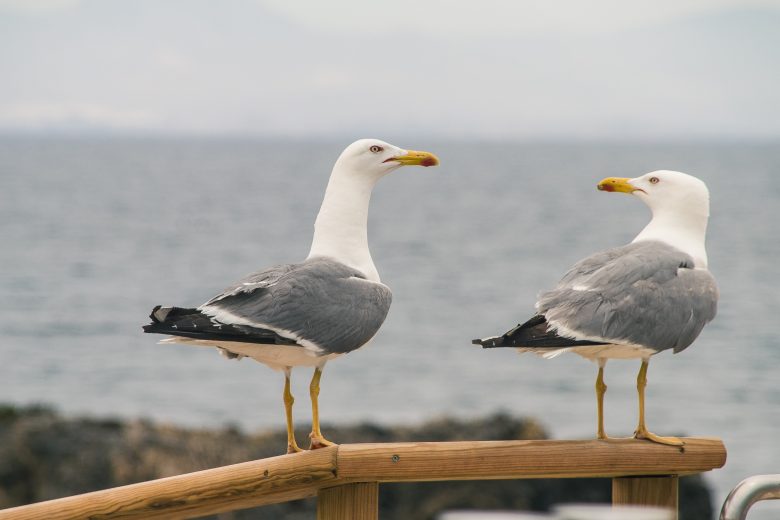 Gaviotas observando la costa cerca de la playa de Loredo en Cantabria